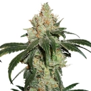 Nicole Cream Cannabisblüte – gewachsen aus Feminisierte Hanfsamen von Seed Stockers