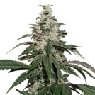Nicole Cream Auto Cannabisblüte – gewachsen aus Automatic Hanfsamen von Seed Stockers
