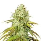 Pineapple Cannabisblüte – gewachsen aus Regulaere Hanfsamen von Seed Stockers
