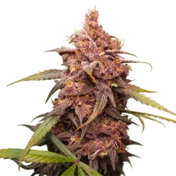 Purple Punch Cannabisblüte – gewachsen aus Feminisierte Hanfsamen von Seed Stockers