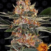 Purple Punch – Seed Stockers – Feminisiert