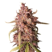 Purple Punch Auto – Seed Stockers – Autoflowering – Produktansicht 2