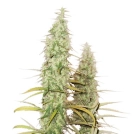 Santa Marta Haze Cannabisblüte – gewachsen aus Feminisierte Hanfsamen von Seed Stockers