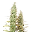 Santa Marta Haze Auto Cannabisblüte – gewachsen aus Automatic Hanfsamen von Seed Stockers