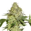 Sherbet Cannabisblüte – gewachsen aus Feminisierte Hanfsamen von Seed Stockers