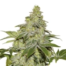 Sherbet Auto Cannabisblüte – gewachsen aus Automatic Hanfsamen von Seed Stockers