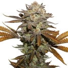 Sticky Fingers Cannabisblüte – gewachsen aus Feminisierte Hanfsamen von Seed Stockers