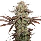 Sticky Fingers Auto Cannabisblüte – gewachsen aus Automatic Hanfsamen von Seed Stockers