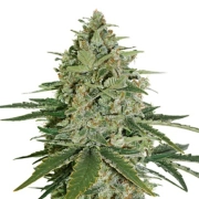 Super Skunk – Seed Stockers – Feminisiert – Produktansicht 2