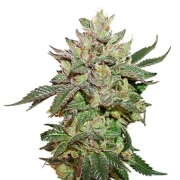 Wedding Cake – Seed Stockers – Feminisiert – Produktansicht 2