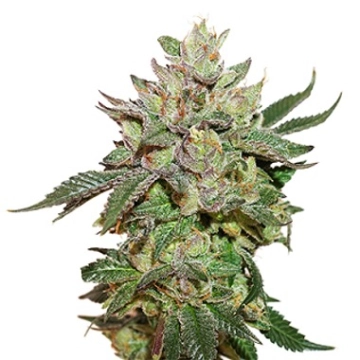 Wedding Cake Cannabisblüte – gewachsen aus Feminisierte Hanfsamen von Seed Stockers