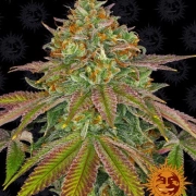 Wedding Cake – Seed Stockers – Feminisiert