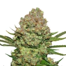 White Widow Cannabisblüte – gewachsen aus Feminisierte Hanfsamen von Seed Stockers
