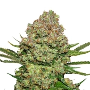 White Widow – Seed Stockers – Feminisiert – Produktansicht 2