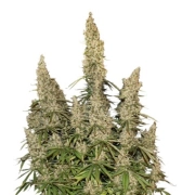 White Widow Auto Cannabisblüte – gewachsen aus Automatic Hanfsamen von Seed Stockers