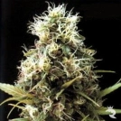 African Buzz Cannabisblüte – gewachsen aus Regulaere Hanfsamen von Seedsman