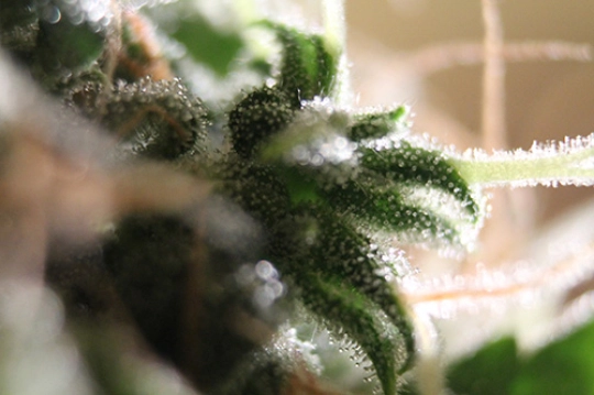 Amnesia Auto – Seedsman – Autoflowering