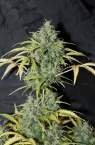 Amnesia Cannabisblüte – gewachsen aus Regulaere Hanfsamen von Seedsman