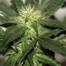 Ata Tundra Cannabisblüte – gewachsen aus Regulaere Hanfsamen von Seedsman