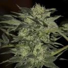 Auto Blue Cannabisblüte – gewachsen aus Automatic Hanfsamen von Seedsman