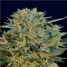 Auto CBD Sugar Gom Cannabisblüte – gewachsen aus Automatic Hanfsamen von Seedsman