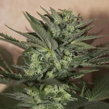 Auto Great White Cannabisblüte – gewachsen aus Automatic Hanfsamen von Seedsman