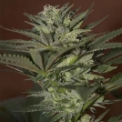 Auto Mini Gun Cannabisblüte – gewachsen aus Automatic Hanfsamen von Seedsman
