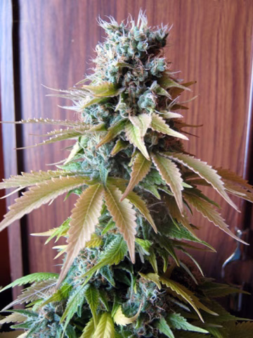 Blueberry Cannabisblüte – gewachsen aus Feminisierte Hanfsamen von Seedsman