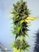 California Orange Cannabisblüte – gewachsen aus Feminisierte Hanfsamen von Seedsman