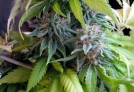 Candy Cream Cannabisblüte – gewachsen aus Feminisierte Hanfsamen von Seedsman
