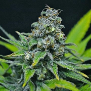 CBD Critical Mass – Seedsman – Feminisiert