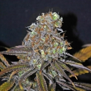CBD Critical Mass – Seedsman – Feminisiert – Produktansicht 2