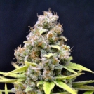 CBD Shark Shock Cannabisblüte – gewachsen aus Feminisierte Hanfsamen von Seedsman