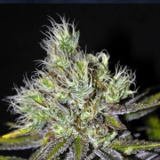 CBD Sweet 'N Sour Widow Cannabisblüte – gewachsen aus Regulaere Hanfsamen von Seedsman
