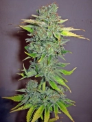 Cheese Feminised Cannabisblüte – gewachsen aus Feminisierte Hanfsamen von Seedsman