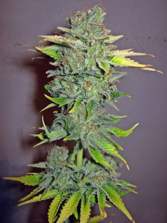 Cheese Feminised – Seedsman – Feminisiert