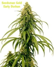 Early Durban Cannabisblüte – gewachsen aus Regulaere Hanfsamen von Seedsman
