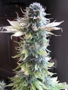 Early Skunk Cannabisblüte – gewachsen aus Feminisierte Hanfsamen von Seedsman