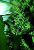 Hash Passion Cannabisblüte – gewachsen aus Regulaere Hanfsamen von Seedsman
