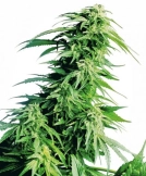 Hindu Kush Cannabisblüte – gewachsen aus Regulaere Hanfsamen von Seedsman