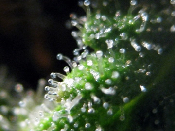 Jack Herrer Cannabisblüte – gewachsen aus Feminisierte Hanfsamen von Seedsman