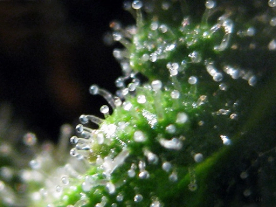 Jack Herrer – Seedsman – Feminisiert