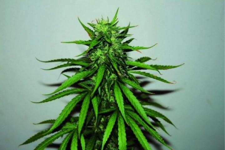 Jungle Wreck – Seedsman – Regulär
