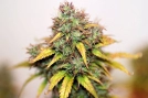 Kush Auto Cannabisblüte – gewachsen aus Automatic Hanfsamen von Seedsman