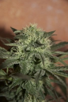 Lemon Auto Cannabisblüte – gewachsen aus Automatic Hanfsamen von Seedsman