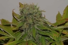 Mama Mia Cannabisblüte – gewachsen aus Feminisierte Hanfsamen von Seedsman