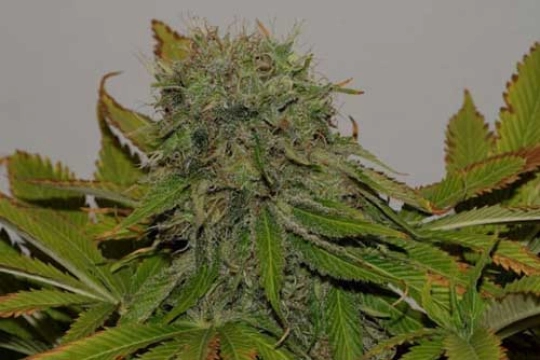 Mama Mia – Seedsman – Feminisiert