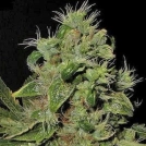 Mazari Cannabisblüte – gewachsen aus Feminisierte Hanfsamen von Seedsman