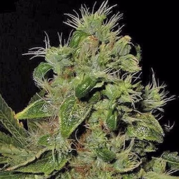Mazari Cannabisblüte – gewachsen aus Feminisierte Hanfsamen von Seedsman