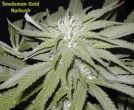 Narkush Cannabisblüte – gewachsen aus Regulaere Hanfsamen von Seedsman